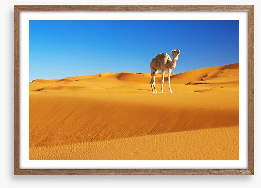 Desert