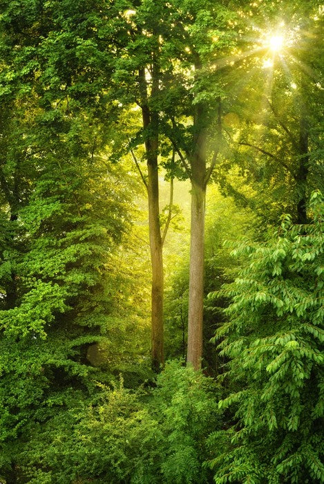 Green forest sunbeam