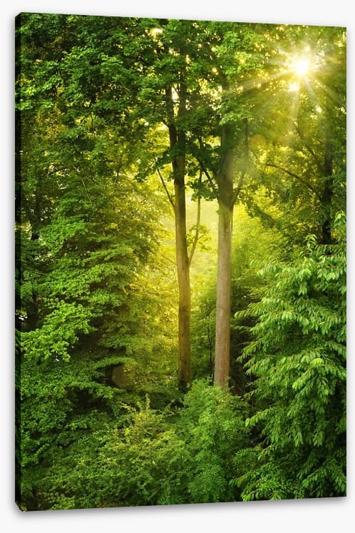 Green forest sunbeam