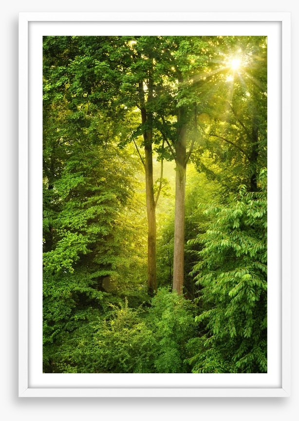 Green forest sunbeam