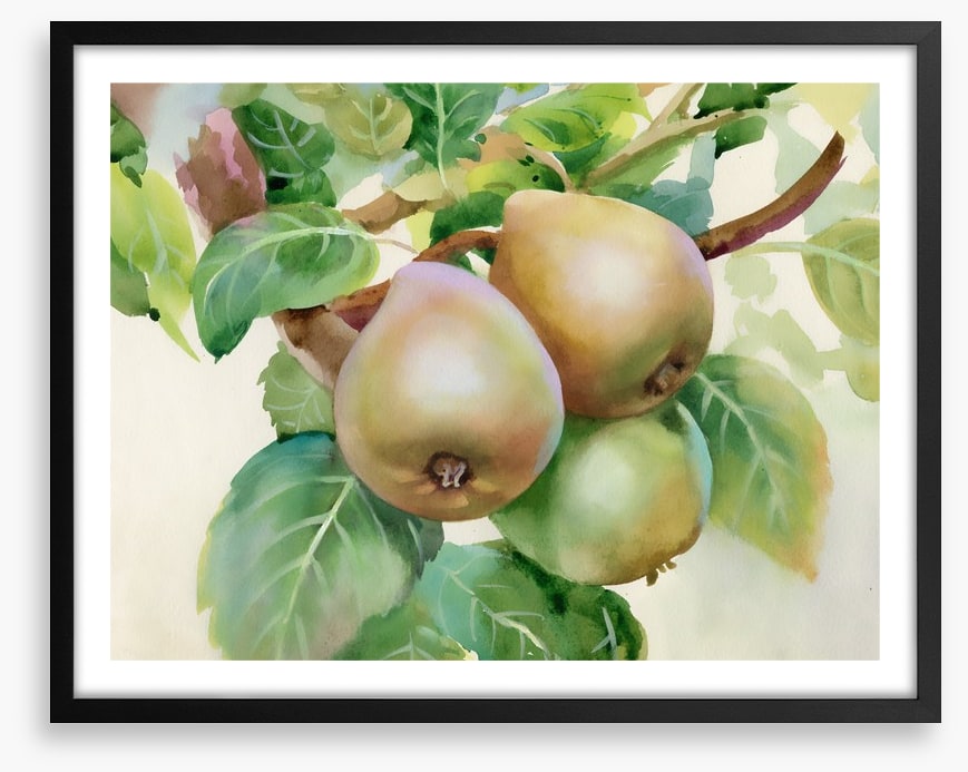 Pears on a branch