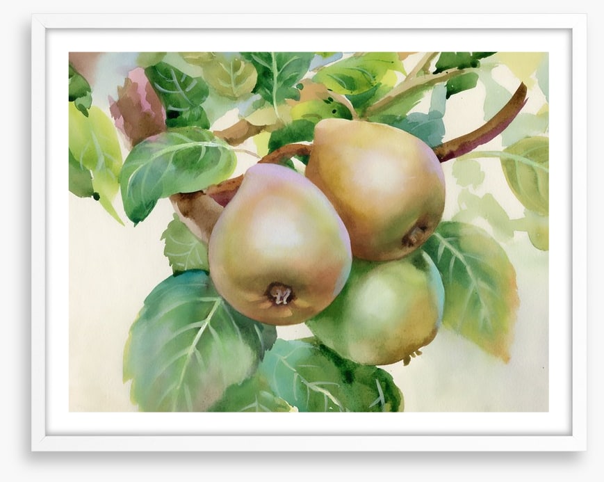 Pears on a branch