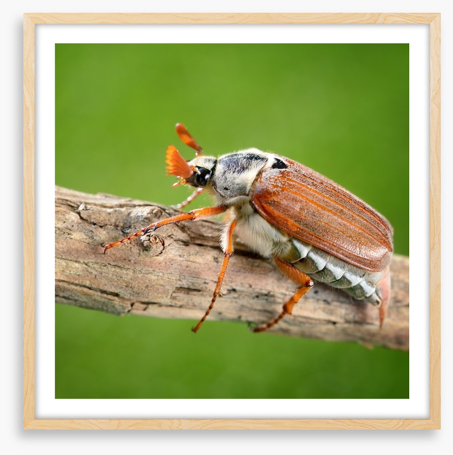 Insects