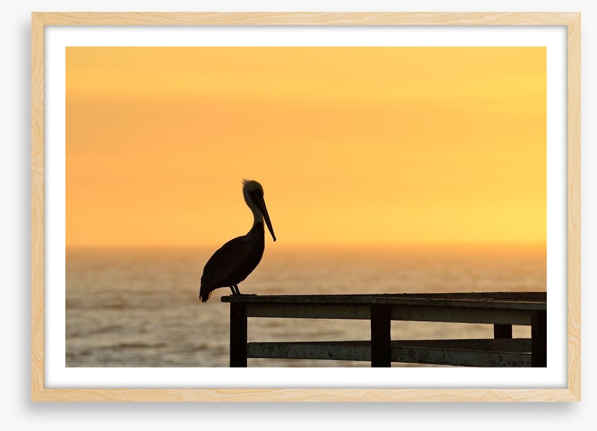 Pizmo pelican