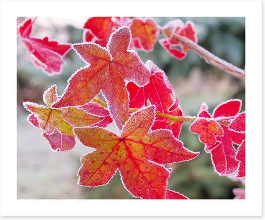 Sweet gum under frost