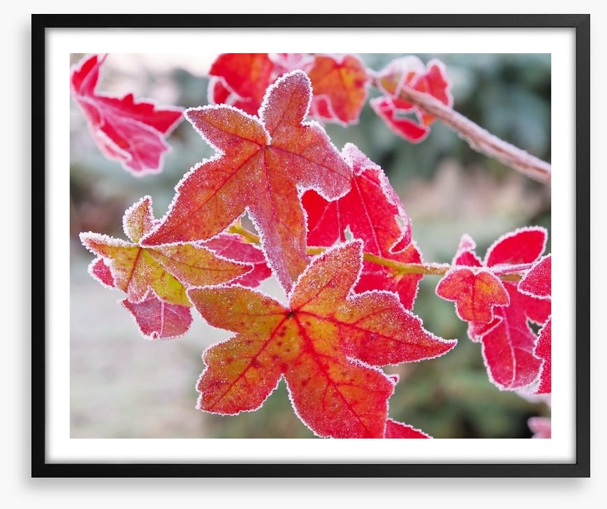Sweet gum under frost