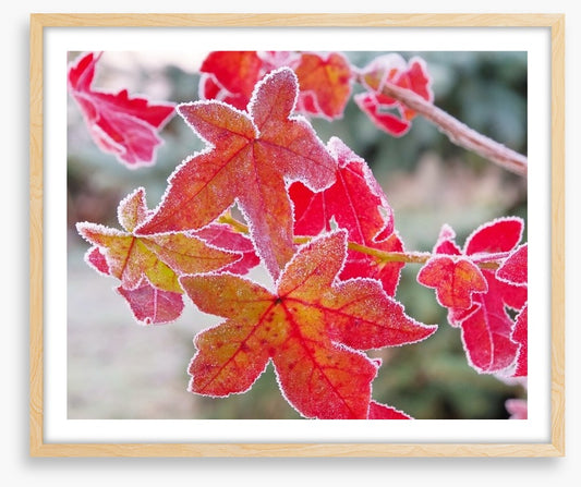 Sweet gum under frost