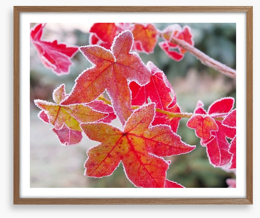Sweet gum under frost