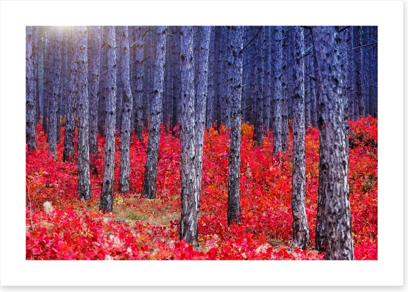 Red Autumn forest