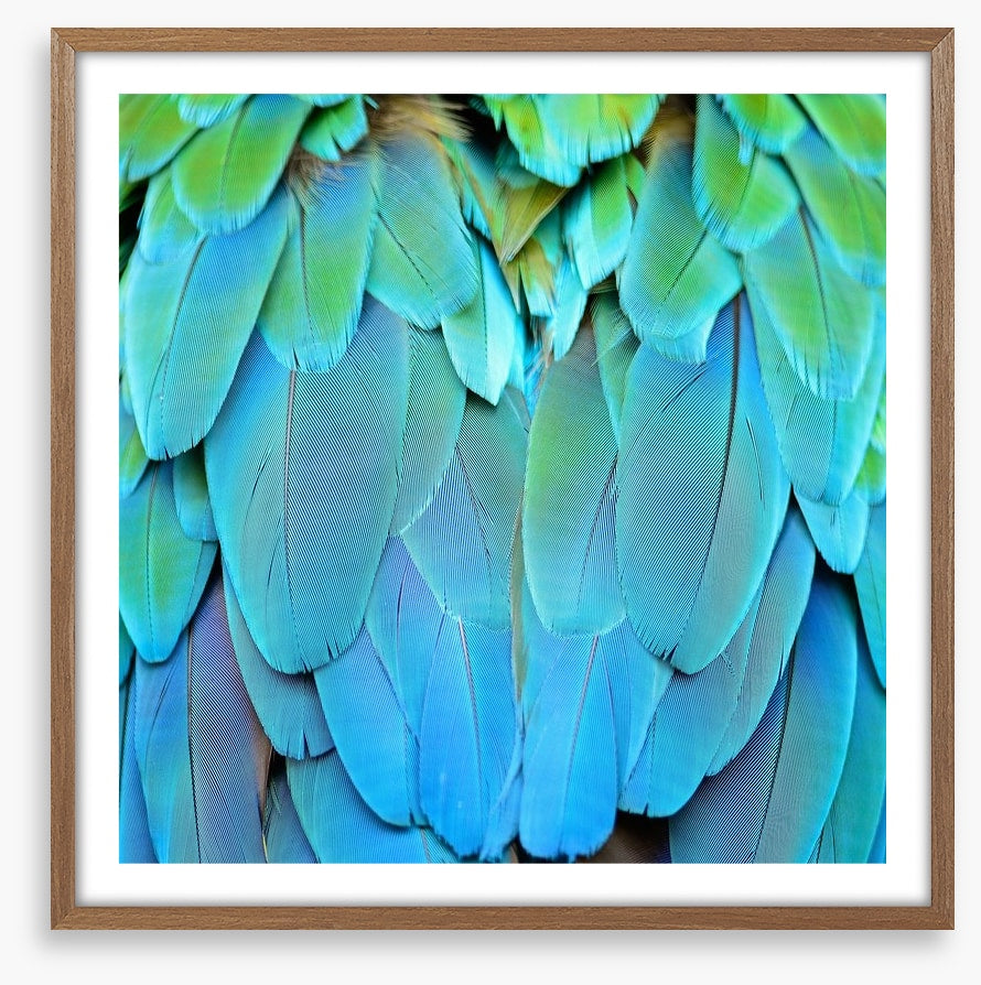 Harlequin macaw feathers