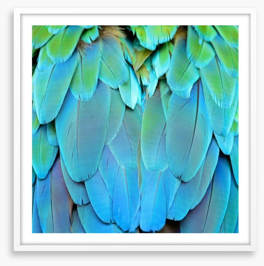 Harlequin macaw feathers