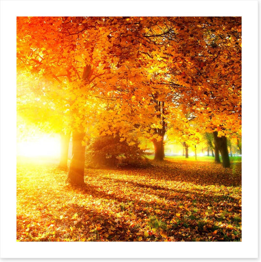 Autumn leaves in sunlight rays