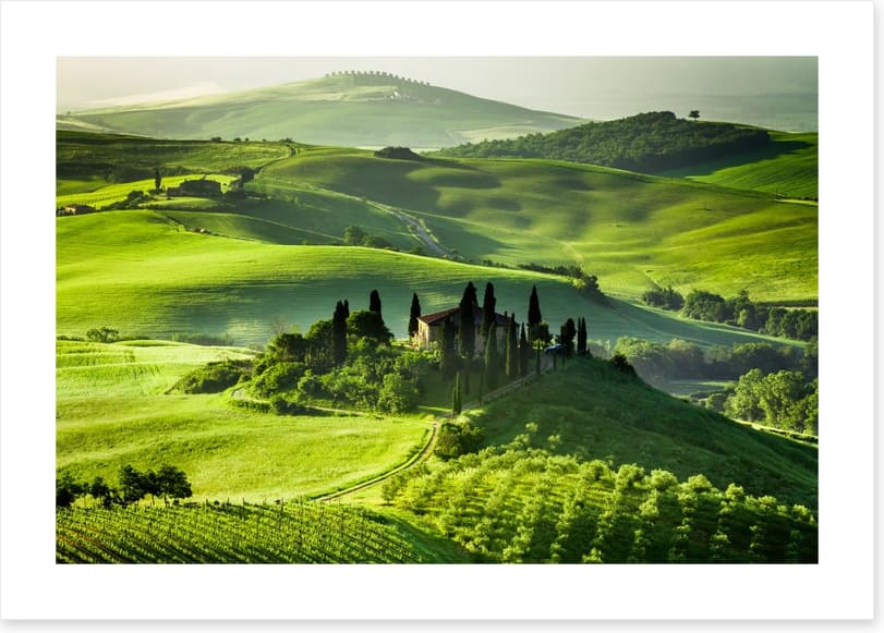 Olive groves and vineyards