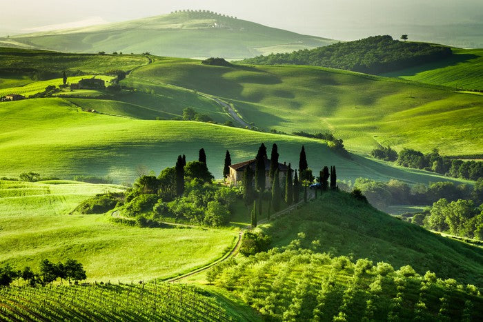 Olive groves and vineyards