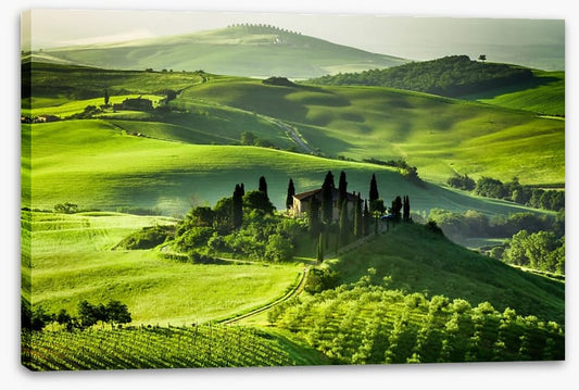 Olive groves and vineyards