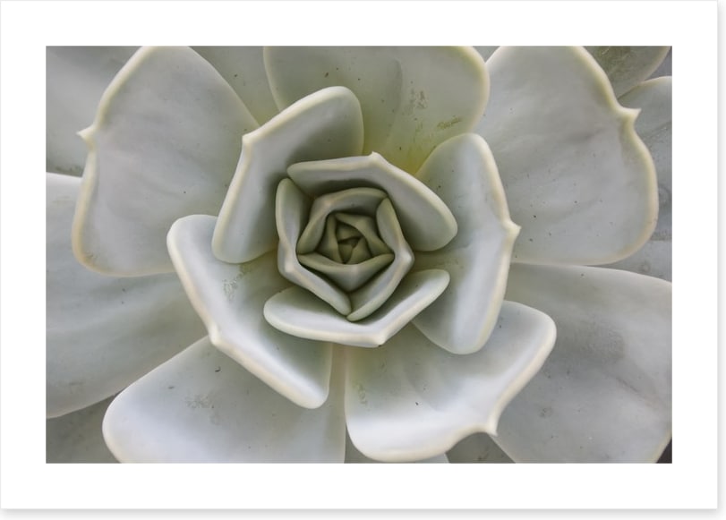 Succulent Aloe