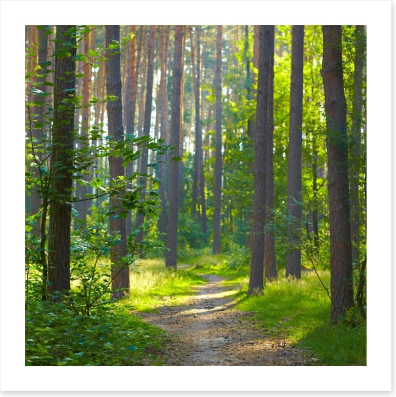 Spring forest sunlight