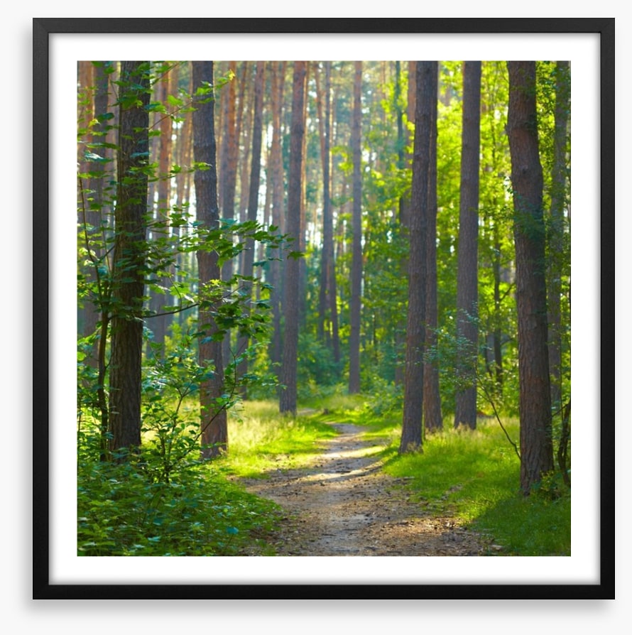 Spring forest sunlight