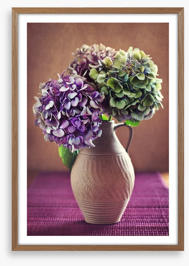 Hortensia bloom