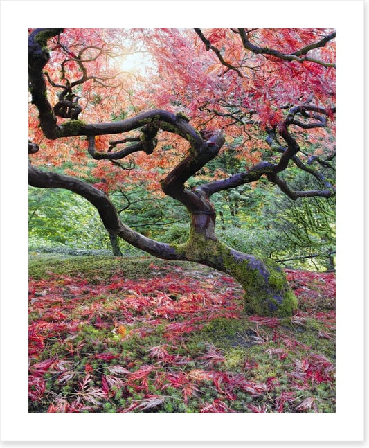 Japanese maple in fall