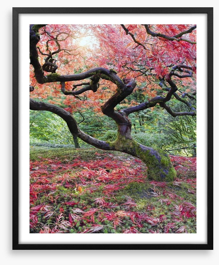 Japanese maple in fall
