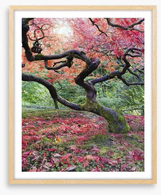 Japanese maple in fall