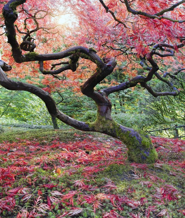 Japanese maple in fall