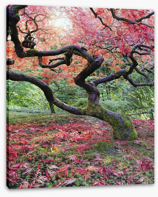Japanese maple in fall