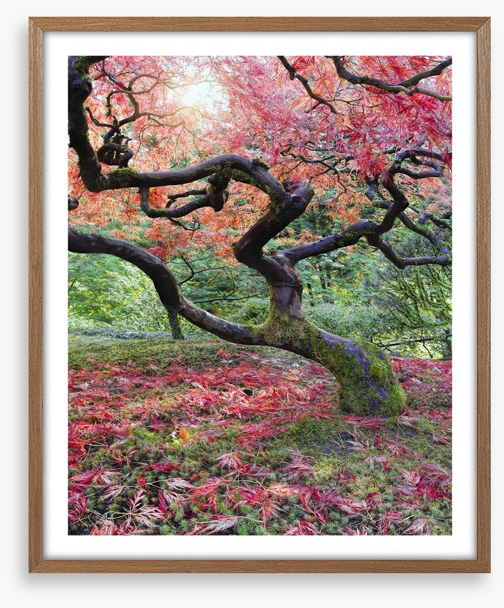 Japanese maple in fall