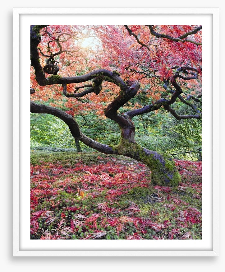 Japanese maple in fall