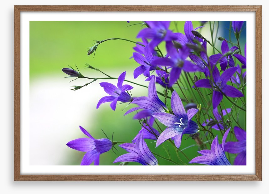 The bellflower bunch
