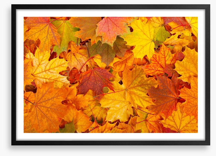 Autumn leaves
