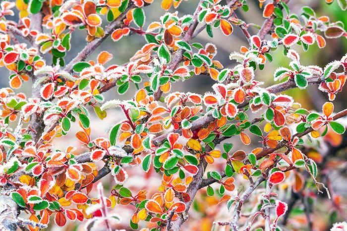Frosty fall foliage