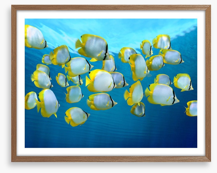 Fish / Aquatic
