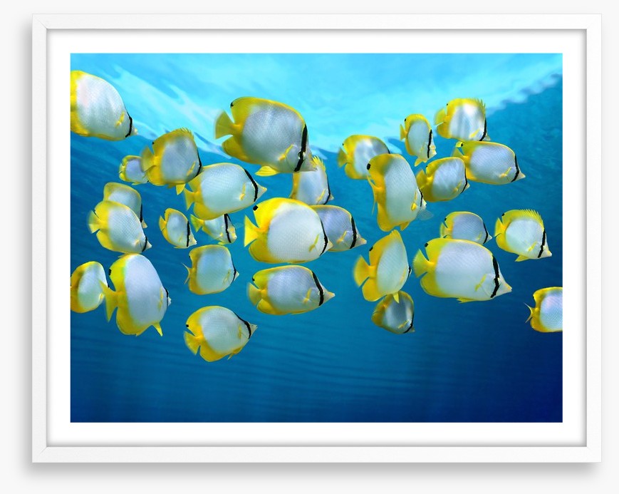 Fish / Aquatic