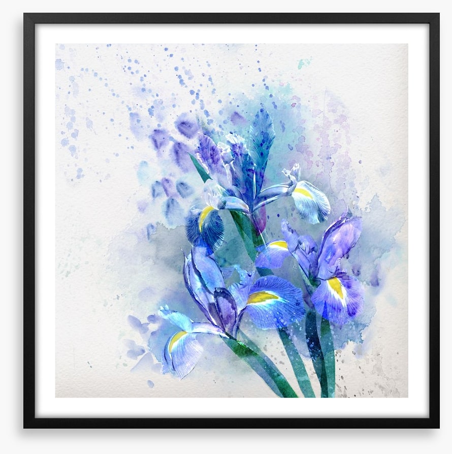Watercolor iris