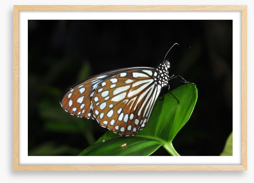 Butterflies