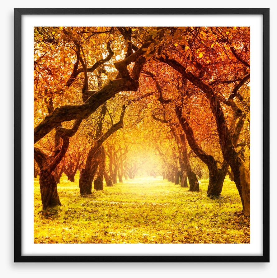 Autumn tree tunnel