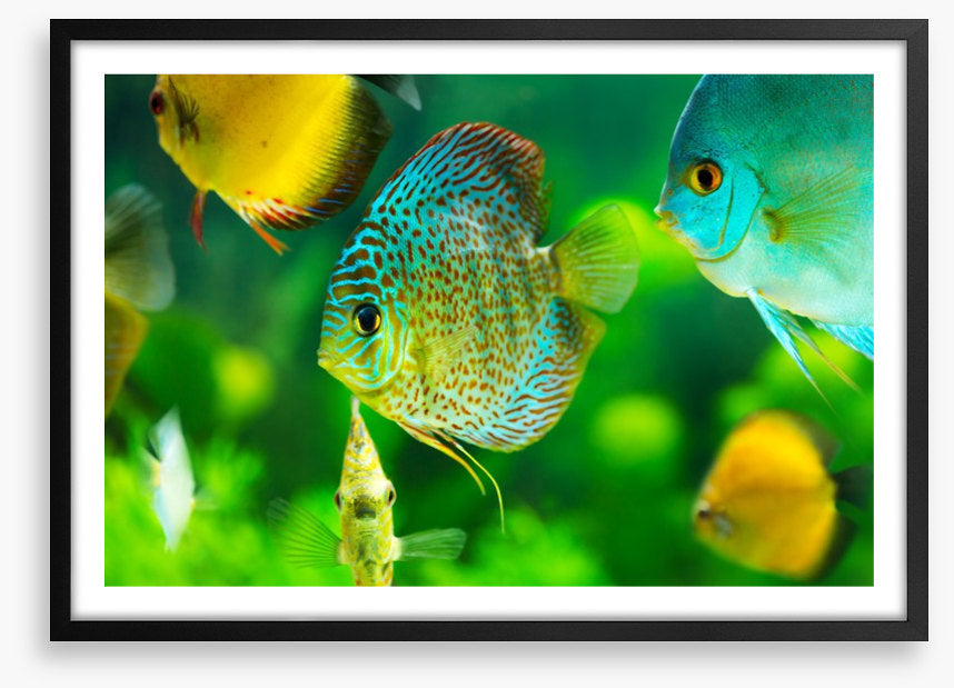 Fish / Aquatic