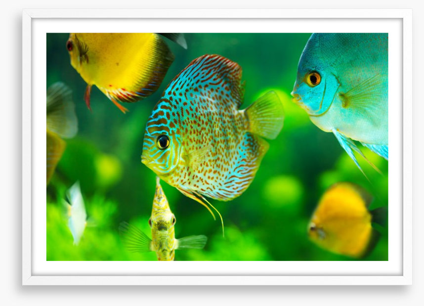 Fish / Aquatic
