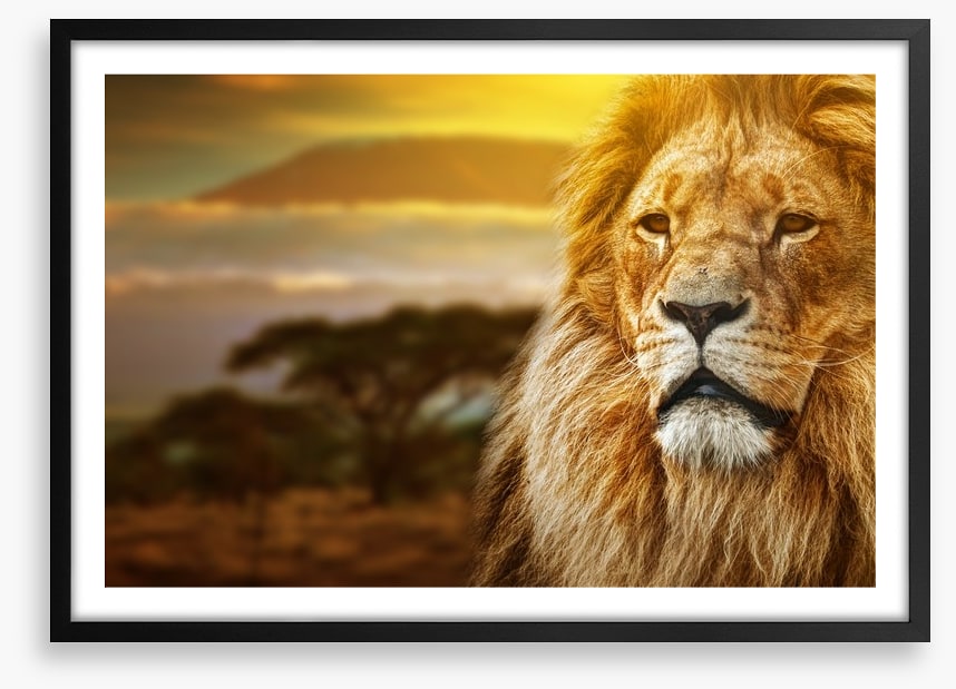 Mount Kilimanjaro lion