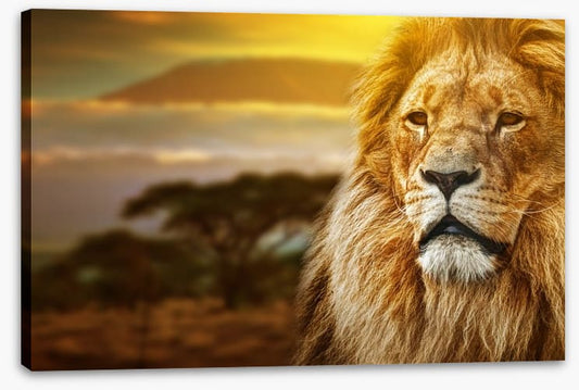 Mount Kilimanjaro lion