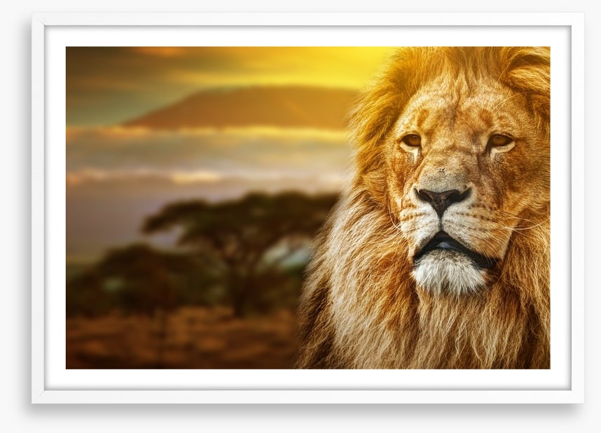 Mount Kilimanjaro lion