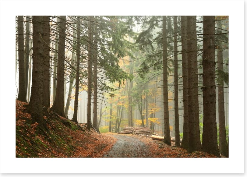 Path through the conifers
