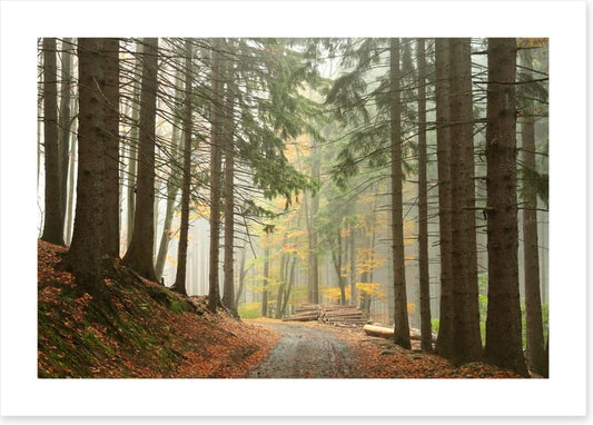 Path through the conifers