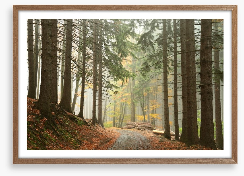 Path through the conifers
