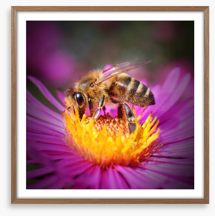 Insects
