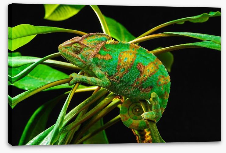 Reptiles / Amphibian