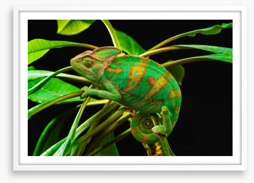 Reptiles / Amphibian