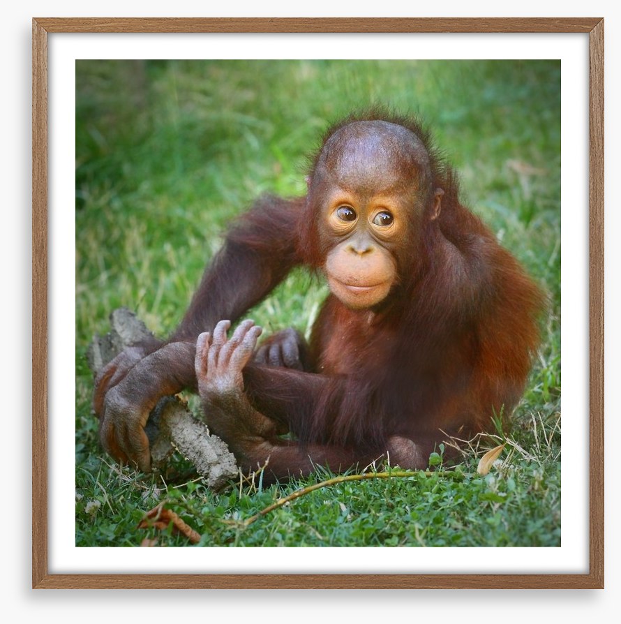 Orangutan baby